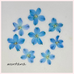 No.6 デルフィニウム　〜　押し花