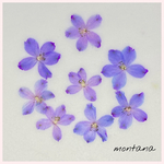 No.7 デルフィニウム　〜 押し花