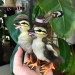 オサレバードシリーズ♡カルガモのひな2体セット