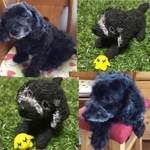 yoriko様専用 愛犬さん ペットロス製作 樹脂粘土 ダッブー ミックス犬 つぶちゃん