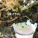 洋梨のガラスのまち針