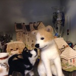 【作品販売】見つめあう❤秋田犬と黒しば🐶 フェルトニードルマスコット