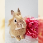 オーダーうさぎ　こ…さん★羊毛フェルト