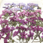 シバザクラの押し花　ミックス