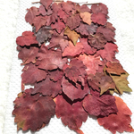 紅葉の押し花②