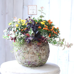ガーデンマムジジとつぶつぶトウガラシの花束植え