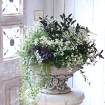 ブラックトウガラシの花束植え