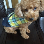 黄色チェックの犬の服