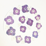 押し花素材　材料　145