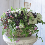 クリスタルリンドウとブラックリーフの花束植え