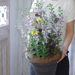 アンゲロニアとひまわりの寄せ植えBK