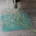 ブルーウェーブ　HBチースの Dry Flower（3本）