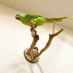 ピノキオの鼻　おやつ入れつきパーチ 2wayタイプ／文鳥・セキセイインコ・ボタンインコ・オカメインコ