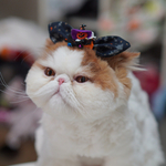 ハロウィンカチューシャ