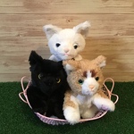b様専用ページ(赤ちゃん猫)