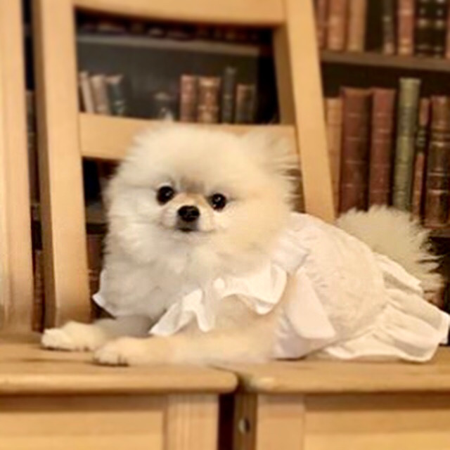 ♡　犬服　シンデレラ風ロングドレス➕エプロン　ハンドメイド ♡ 犬服 シンデレラ風ロングドレス➕エプロン ハンドメイド