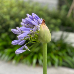 hachiflower