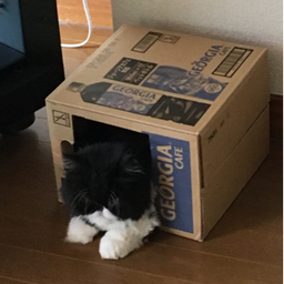 ★にゃんこ’s★
