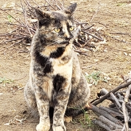 にゃん