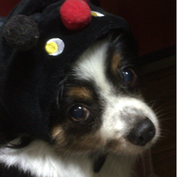 junkoubou