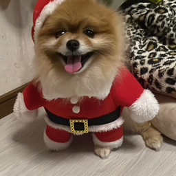 よしこ