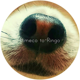 Himeco to-Ringo