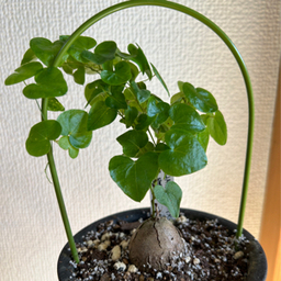verandahappa