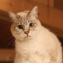 studio-pechka
