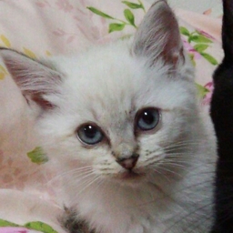 nekosan