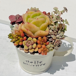 vanila-cream