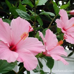 floweraftern