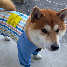 aya
