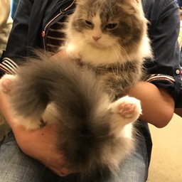 cat-like