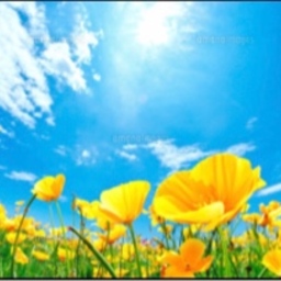 yellow  poppy