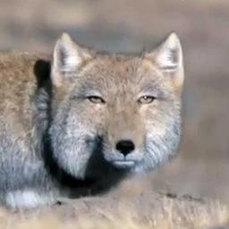 キツネ🦊
