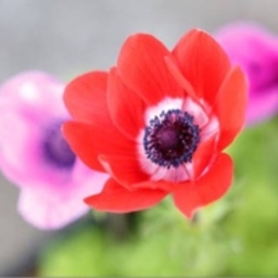 モモノハ◎送料無料キャンペーン中◎