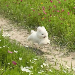 めめ