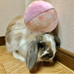もこ