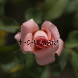 t-c-mama