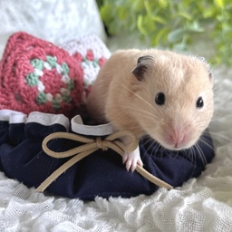 ひまわり🐾ぽんくんママ