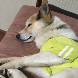 ちゃこ