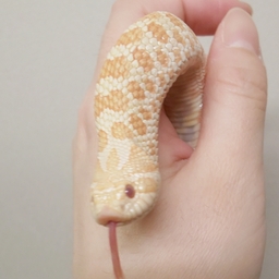 らん