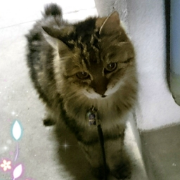 猫の駿くん