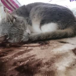 までこ
