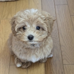 せご工房mini