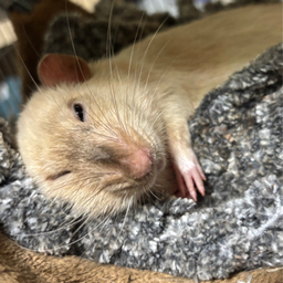 clover-rat