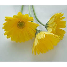 周花