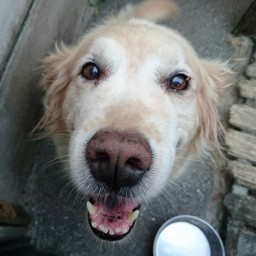 むっさん(´・ω・`)