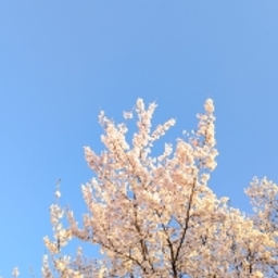 ふるる