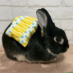 ひだまりのたね